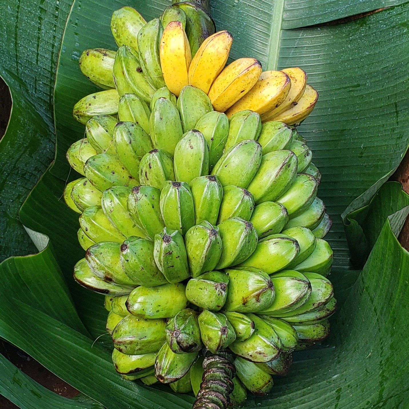 Fruit Variety Picture